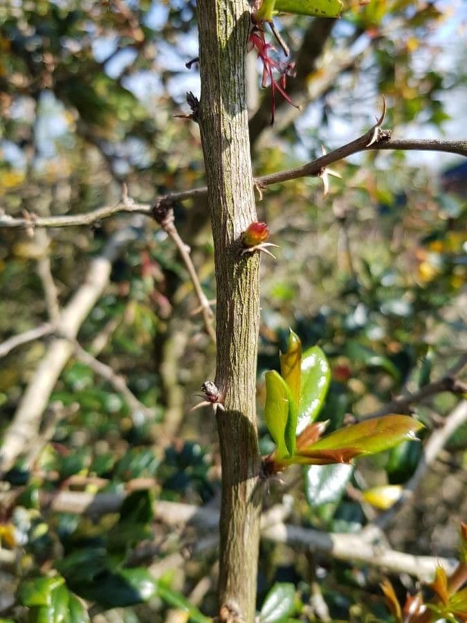 Berberis de Darwin 21