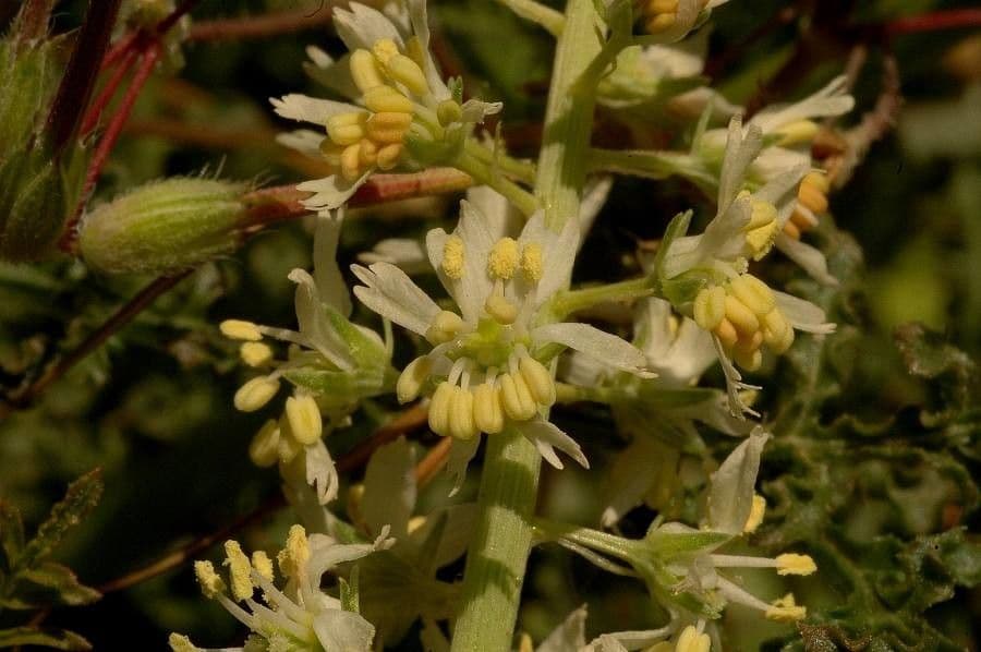 Reseda ondulata 3