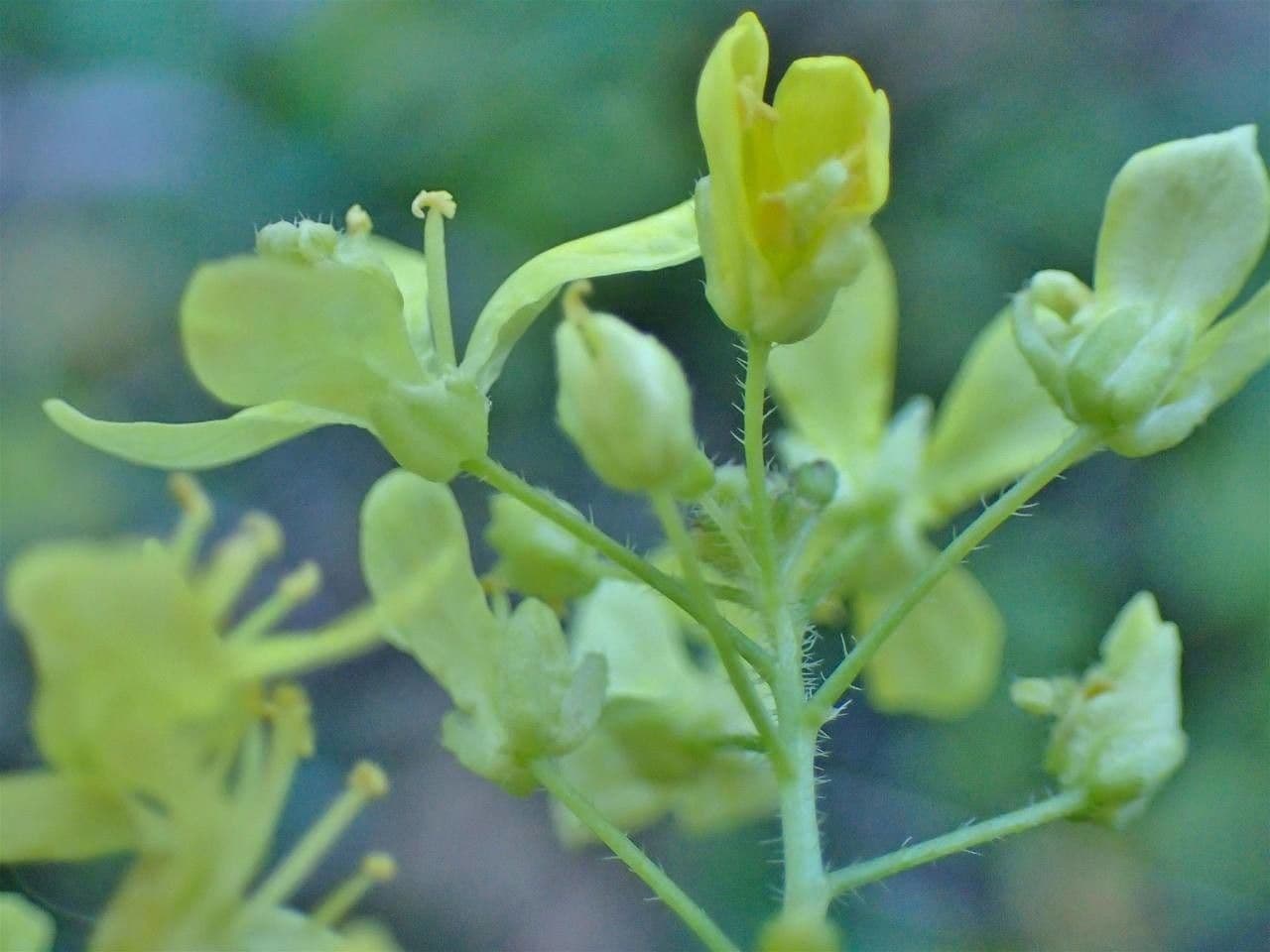 Biscutella 2