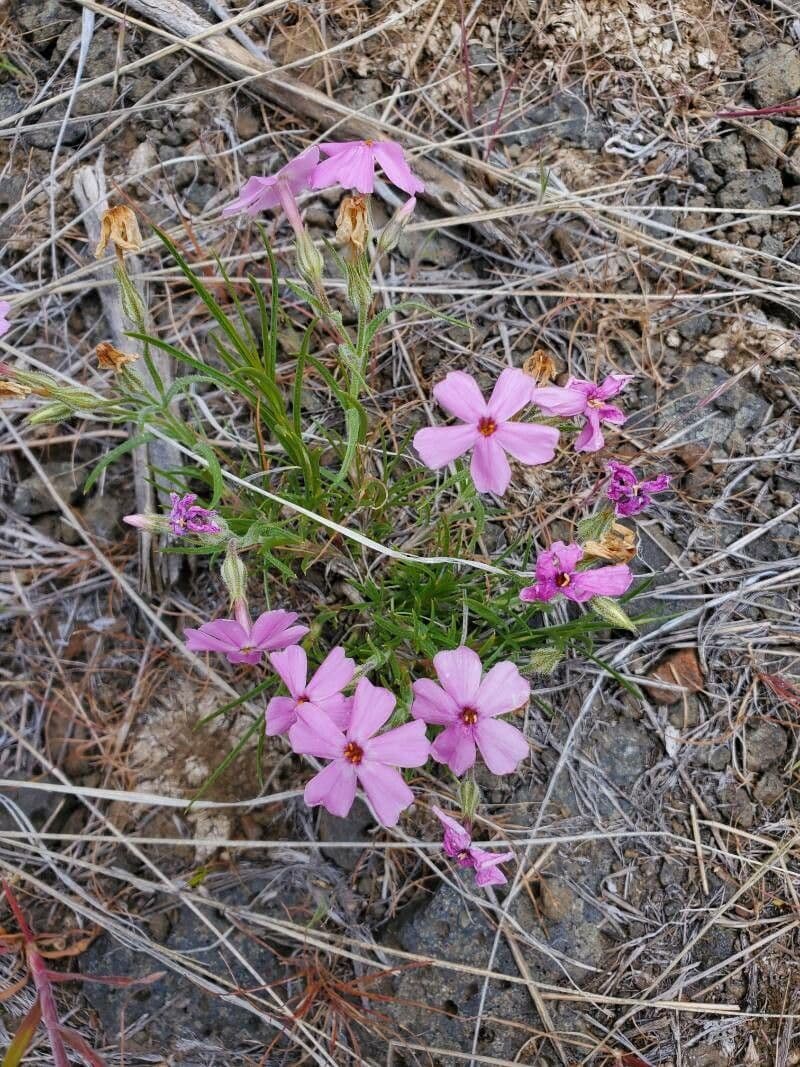 Phlox