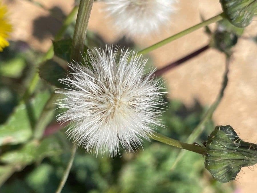 Crespigno sfrangiato 3