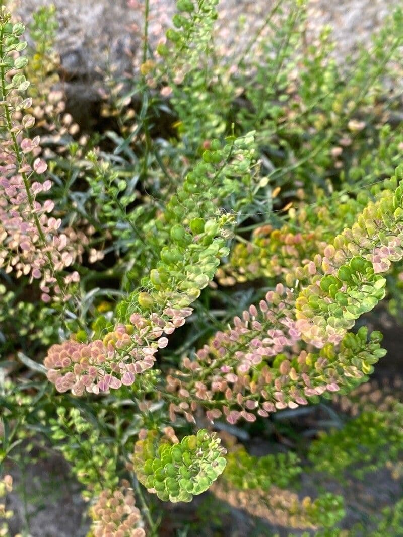 Lepidio bonariense