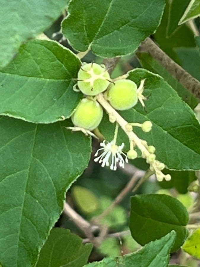 Wimperndrüsen-Croton