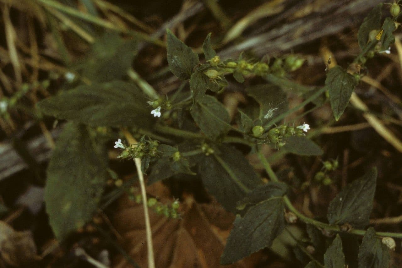 Lobelia 13