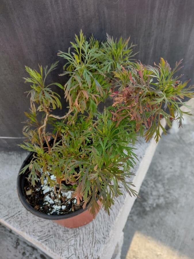 Hofmeisteria 6