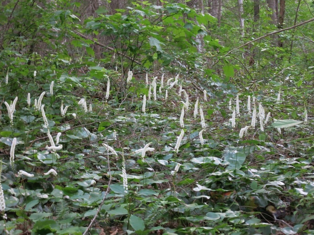 Galax urceolata 10