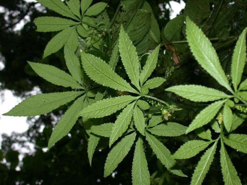 Cyclanthera 12