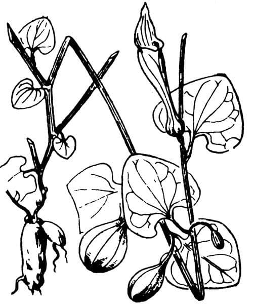 Rostlina 25