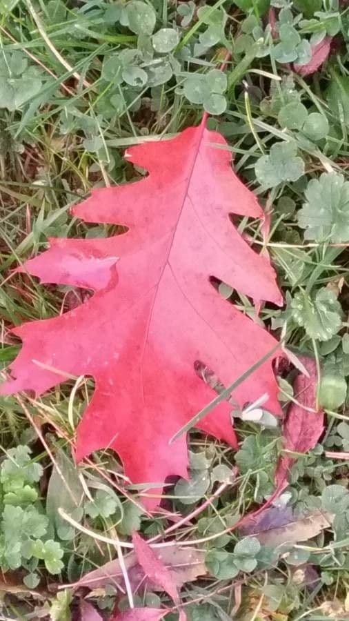 Rot-Eiche 18