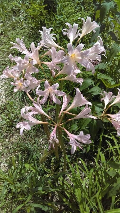Lycoris 10
