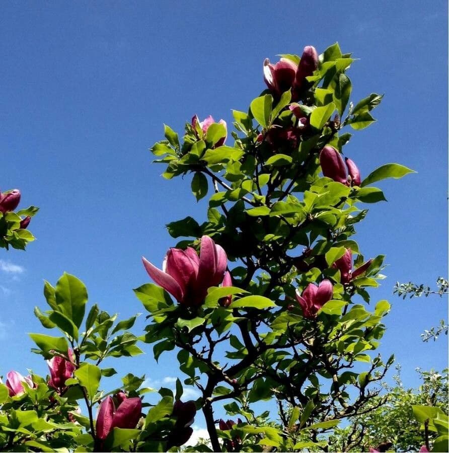 Magnolier 8