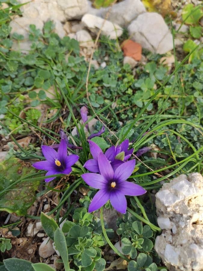 Romulea 2