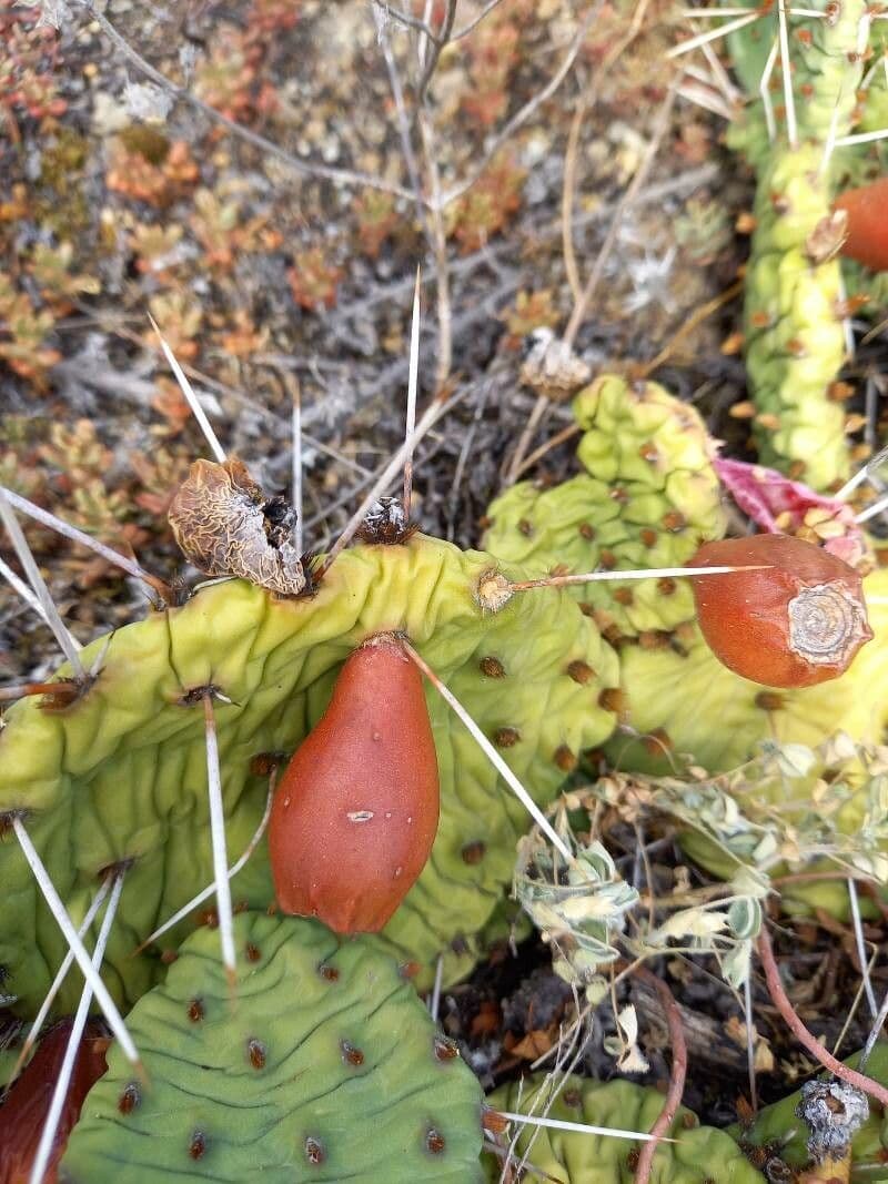 Westliche Feigenkaktus 3