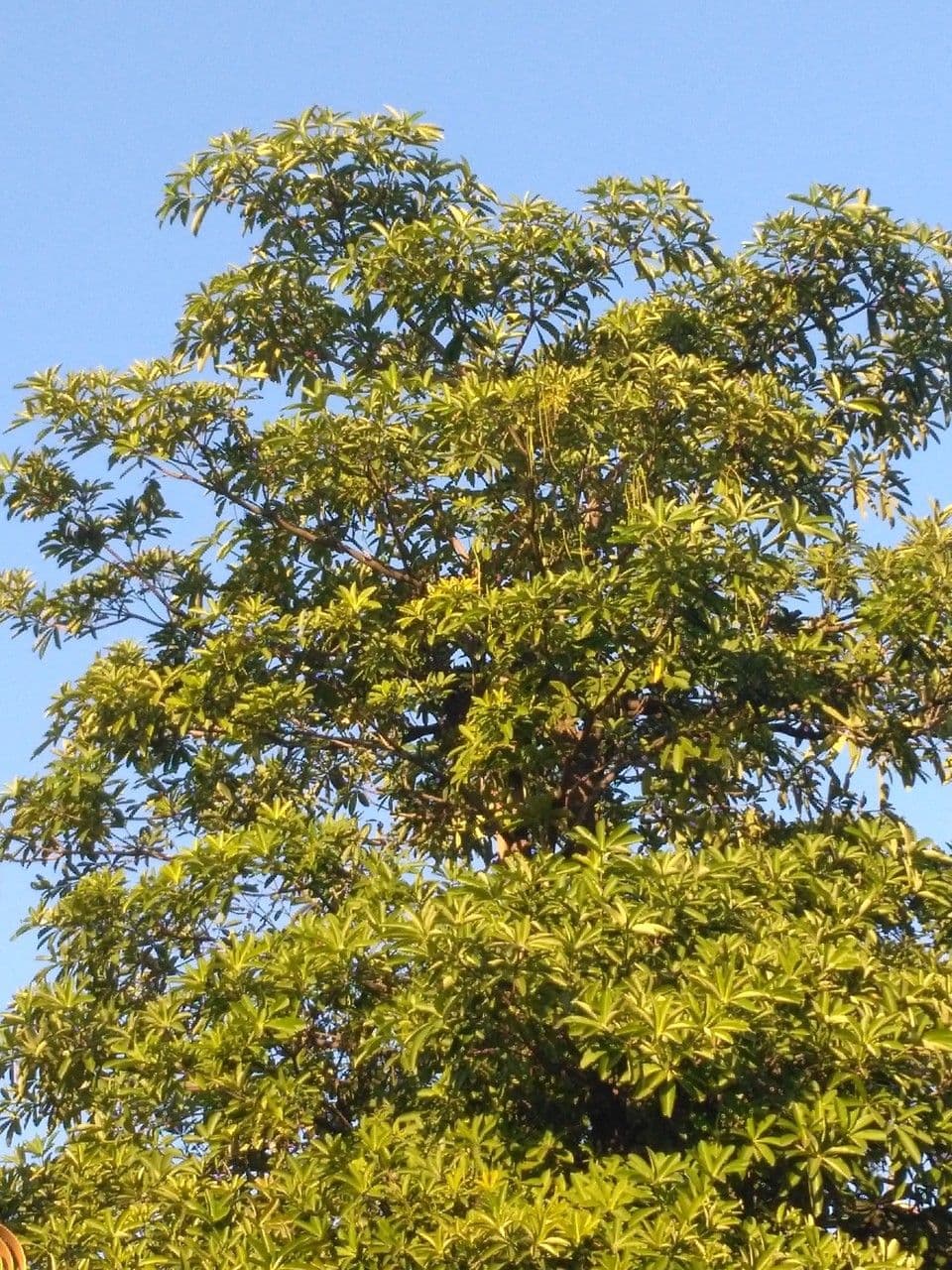 Alstonia 13