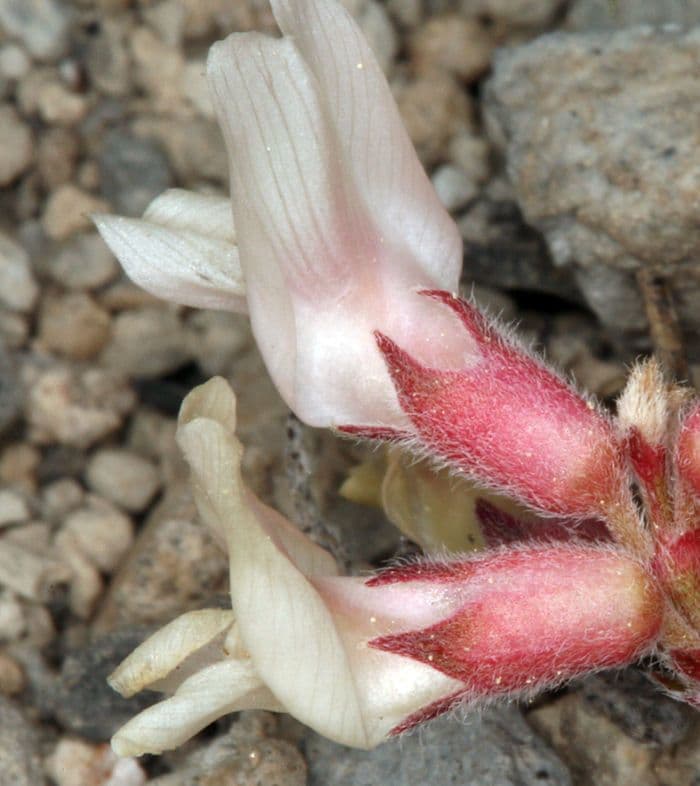 Astragalo 6
