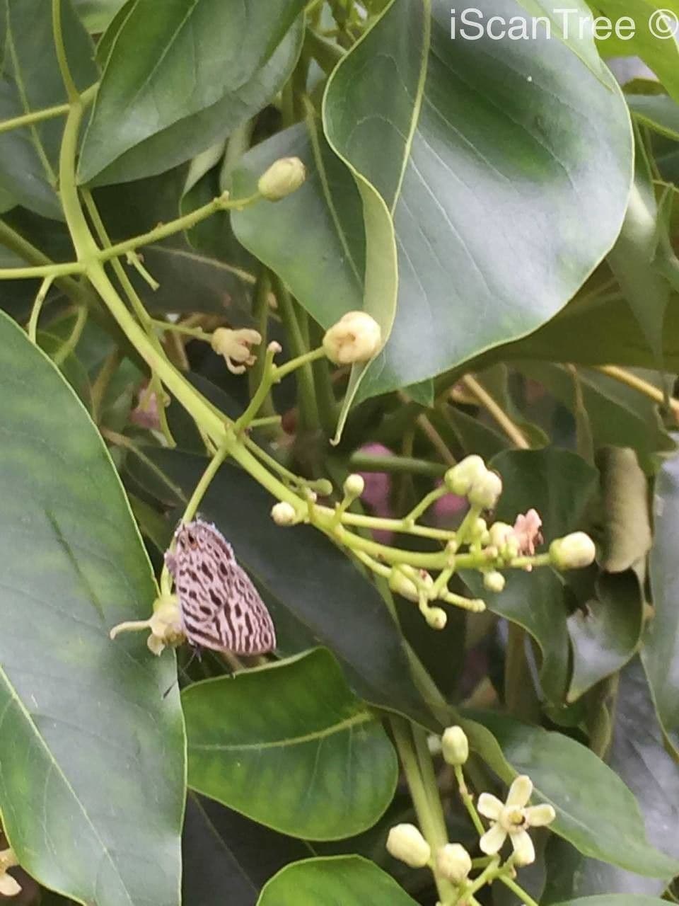 Ekebergia 9