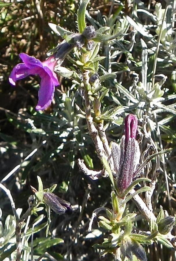 Erba perla arbustiva 13