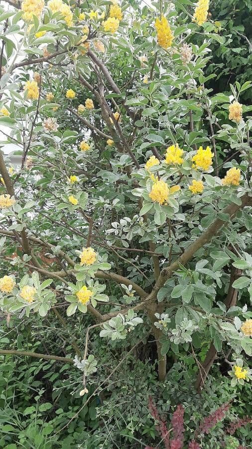 Argyrocytisus battandieri 8