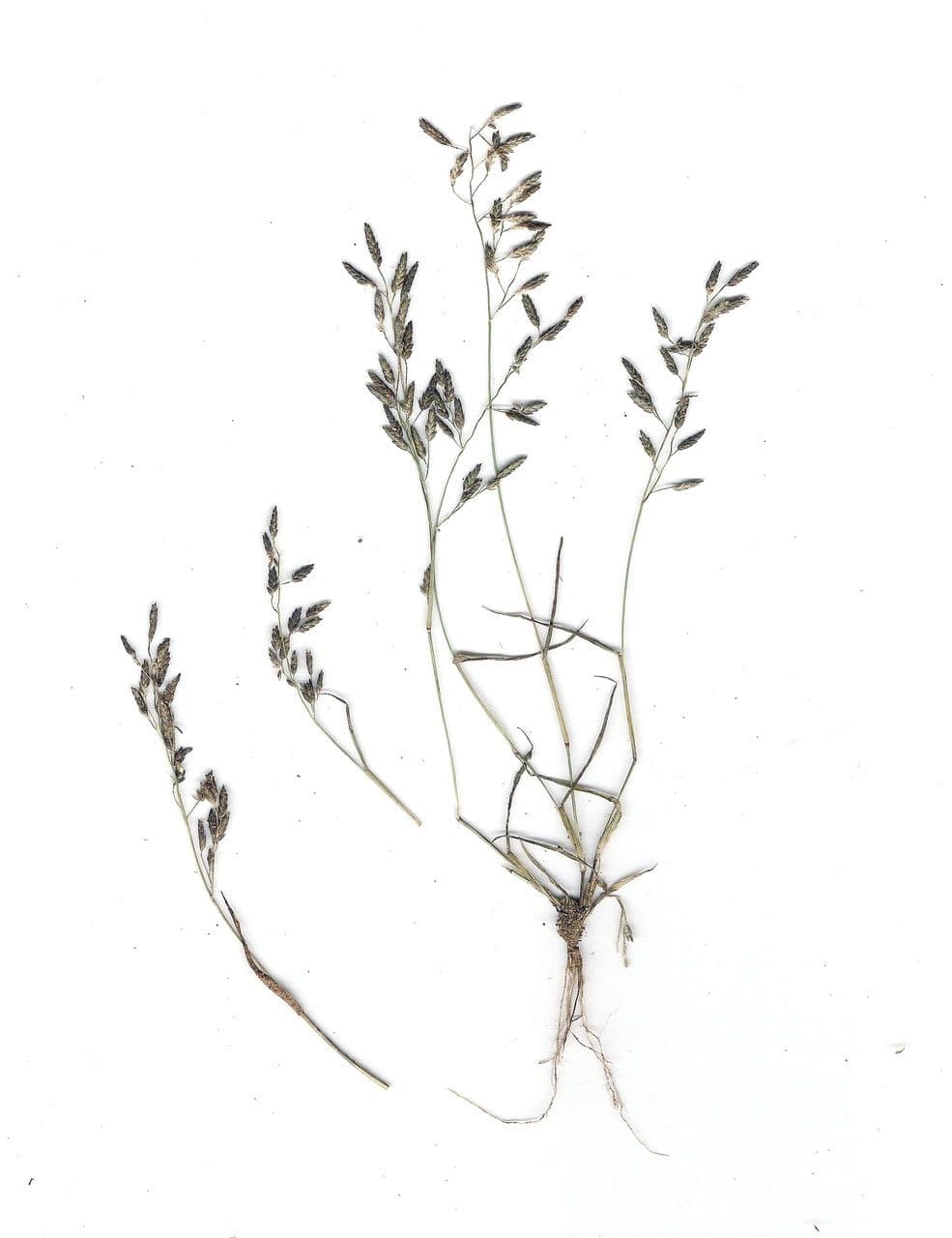 Fienarola minore 25