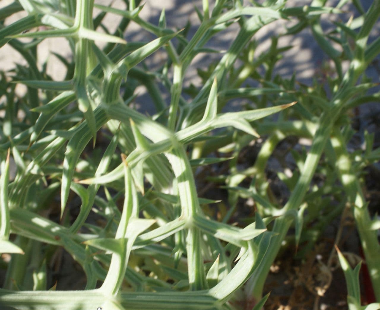 Echinophora spinosa 17