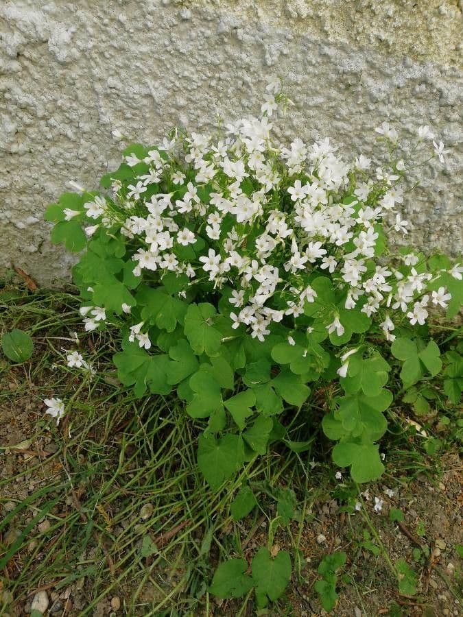 Ossalide incarnata 18