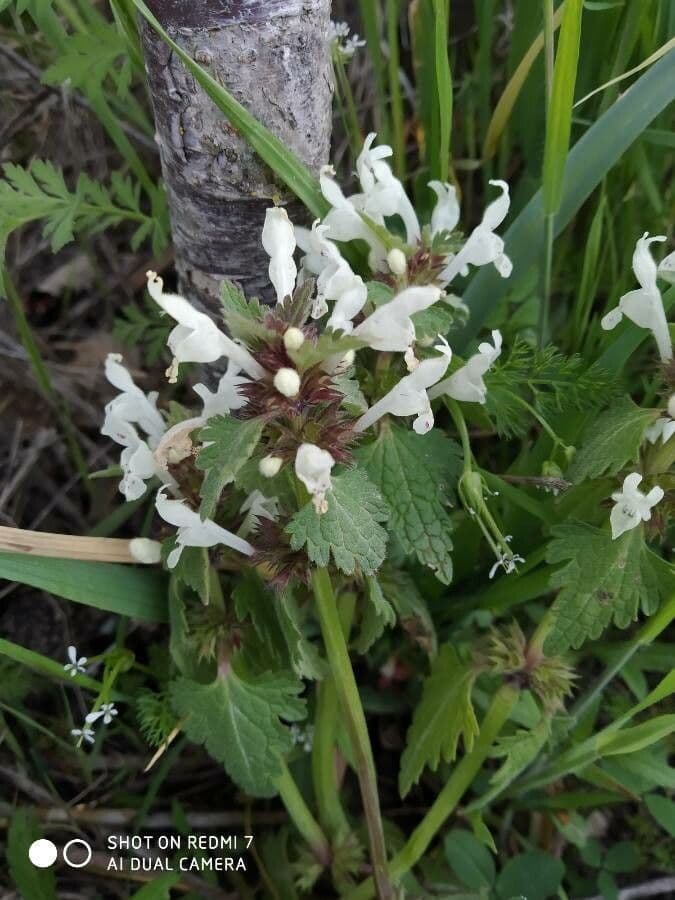 Lamium