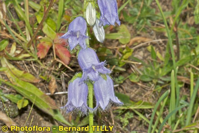 Campanula barbata 24