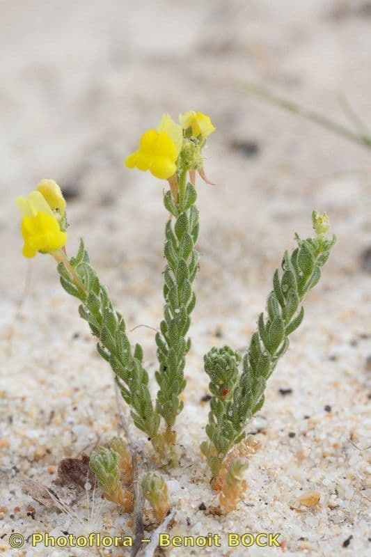 Linaria 8