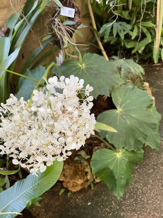 Begonia 7