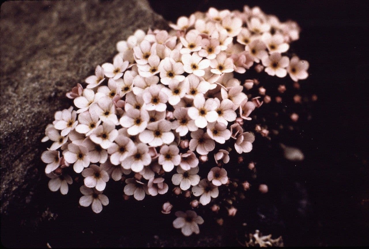 Androsace pubescente 5