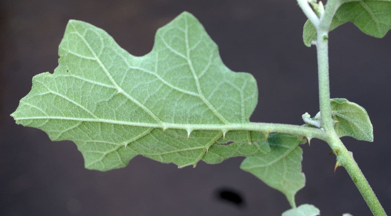 Solanum di Wright 10