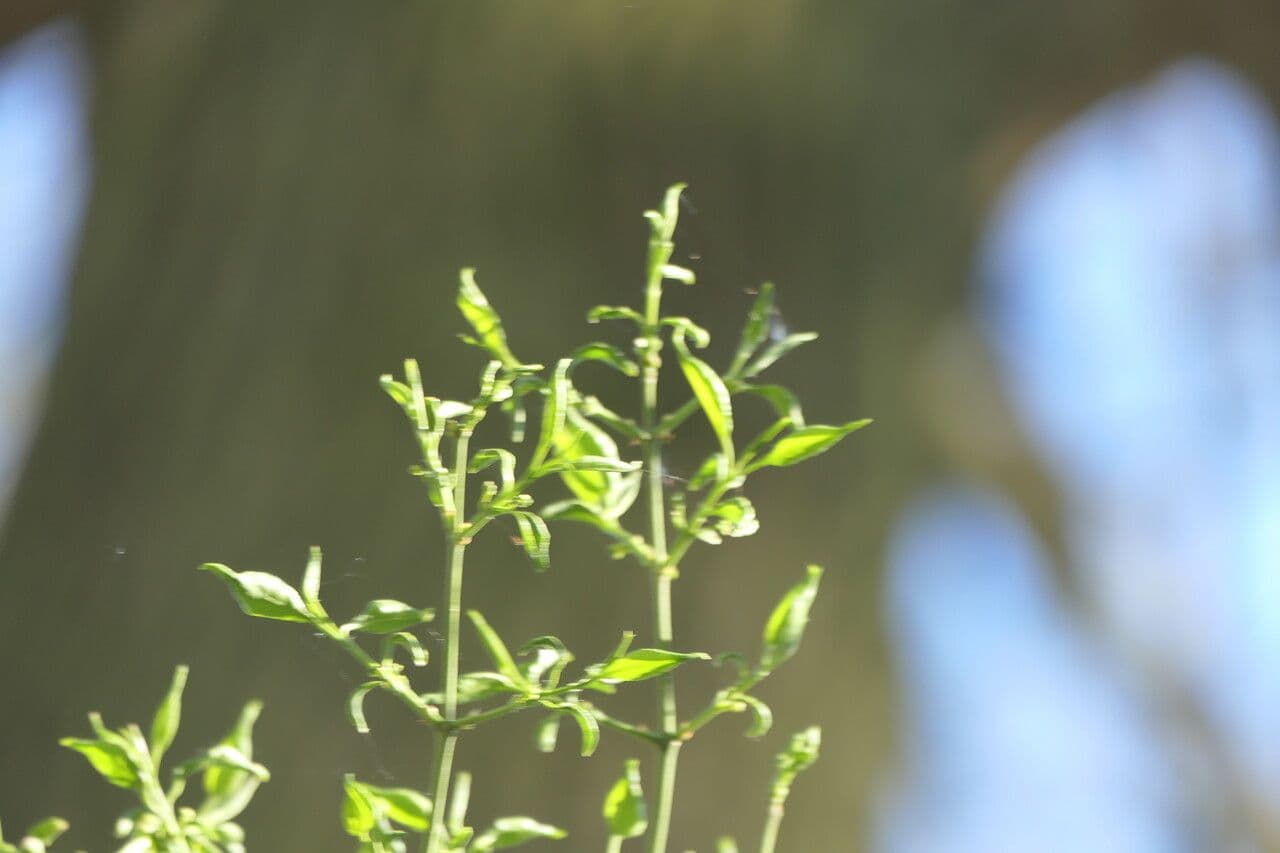 Euonymus maackii 11