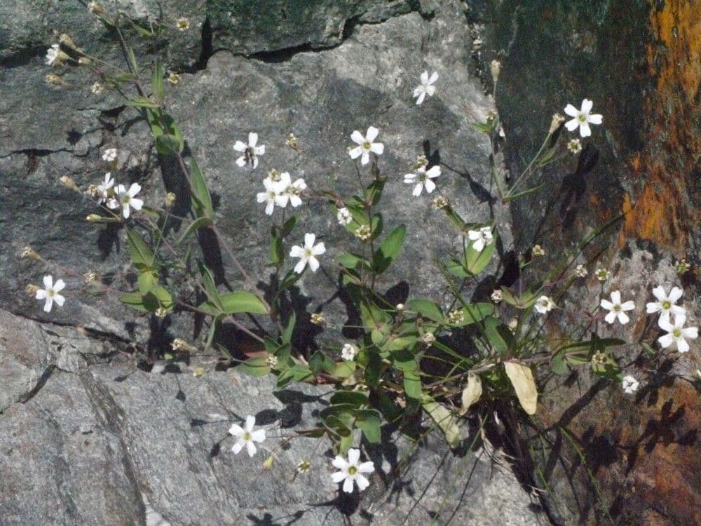 Silene rupestre 6