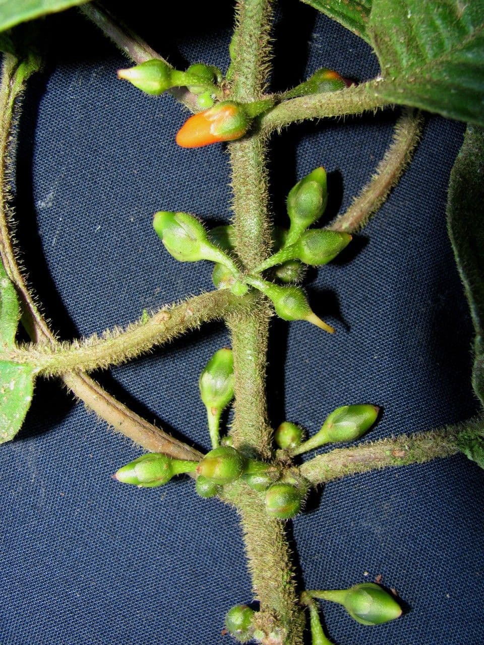 Besleria 13