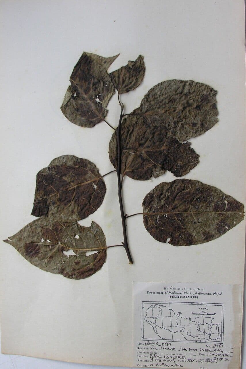 Lindera