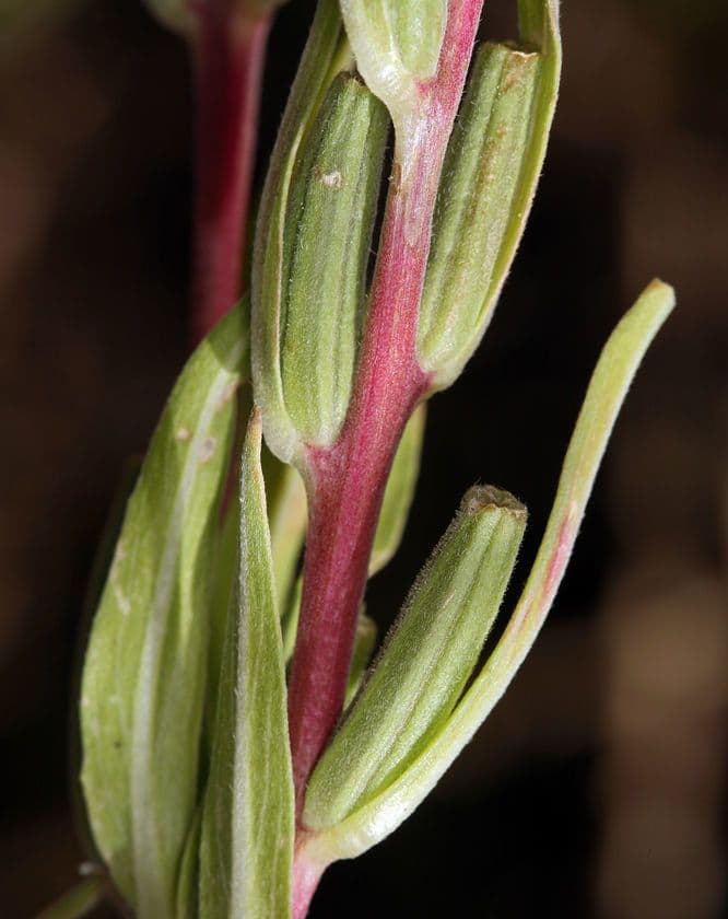 Pachnotka Hookera