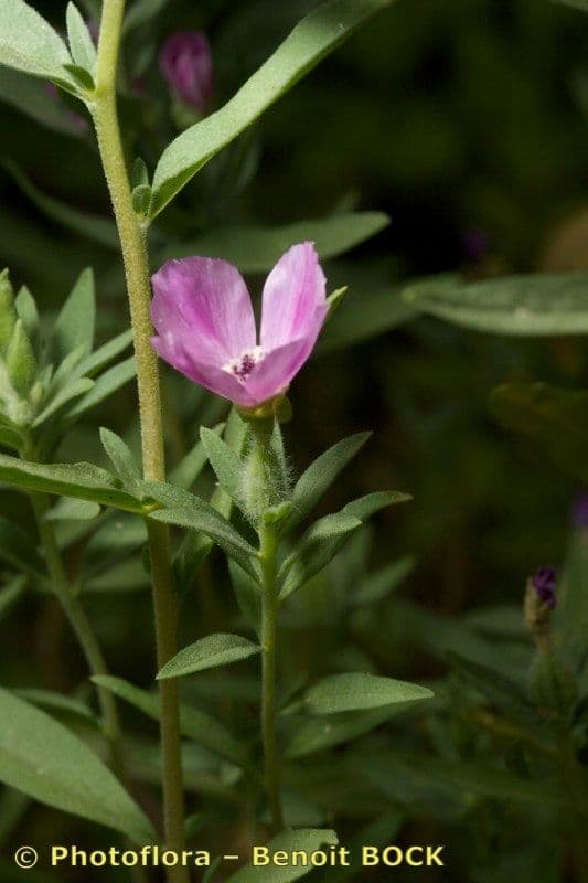 Clarkia amoena 24