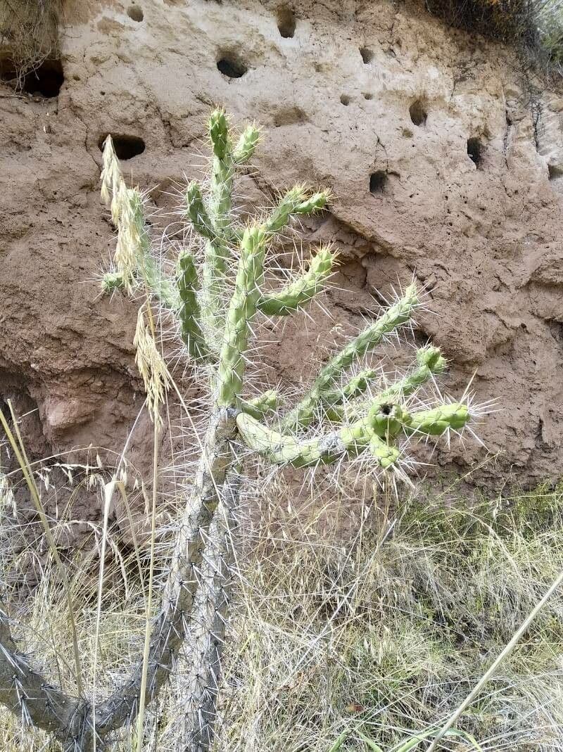 Cactus 15