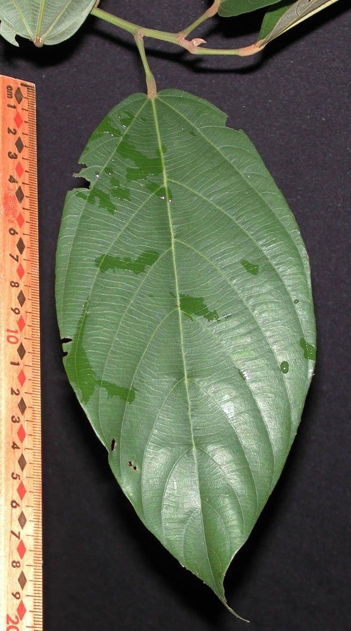 Apeiba 22