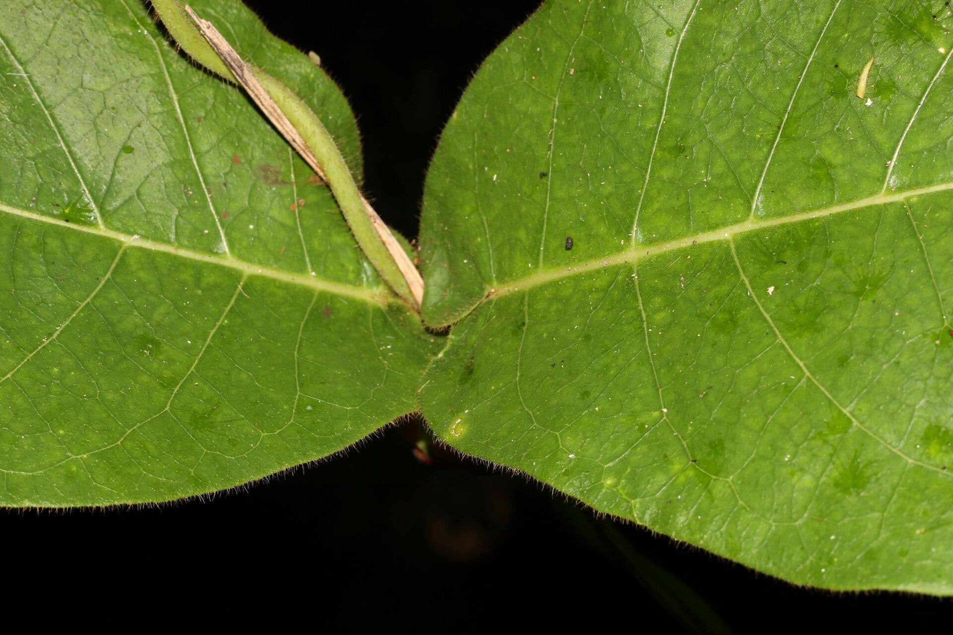 Macroscepis 16