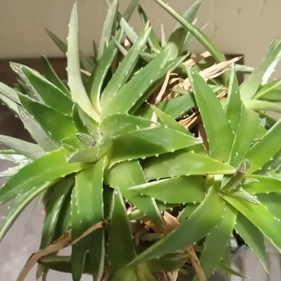 Dyckia 7