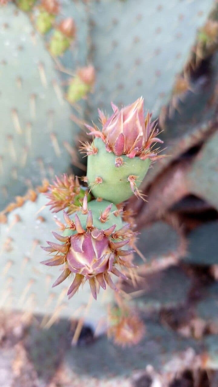 Chenille prickly-pear