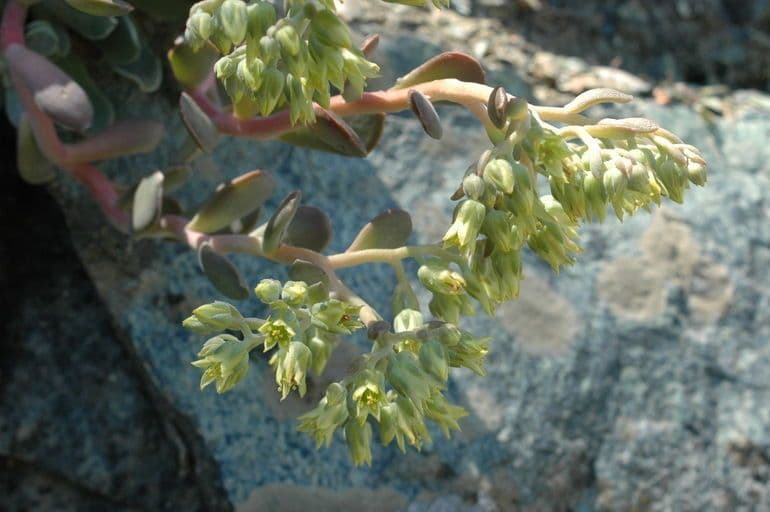 Sedum 2