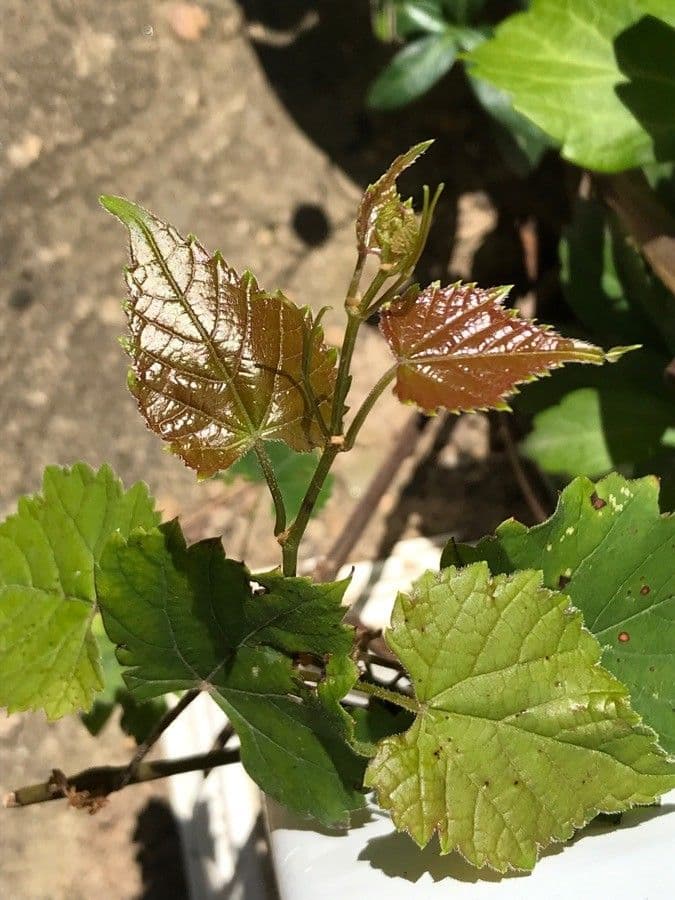 Vitis aestivalis 28