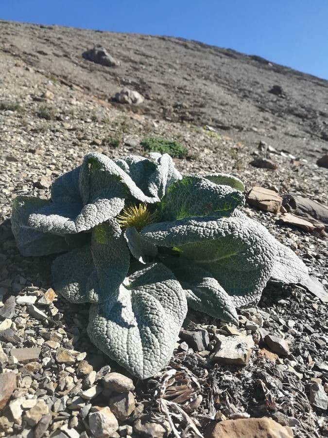 Berardia lanuginosa 2