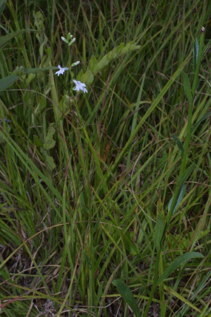 Lobelia spicata 7