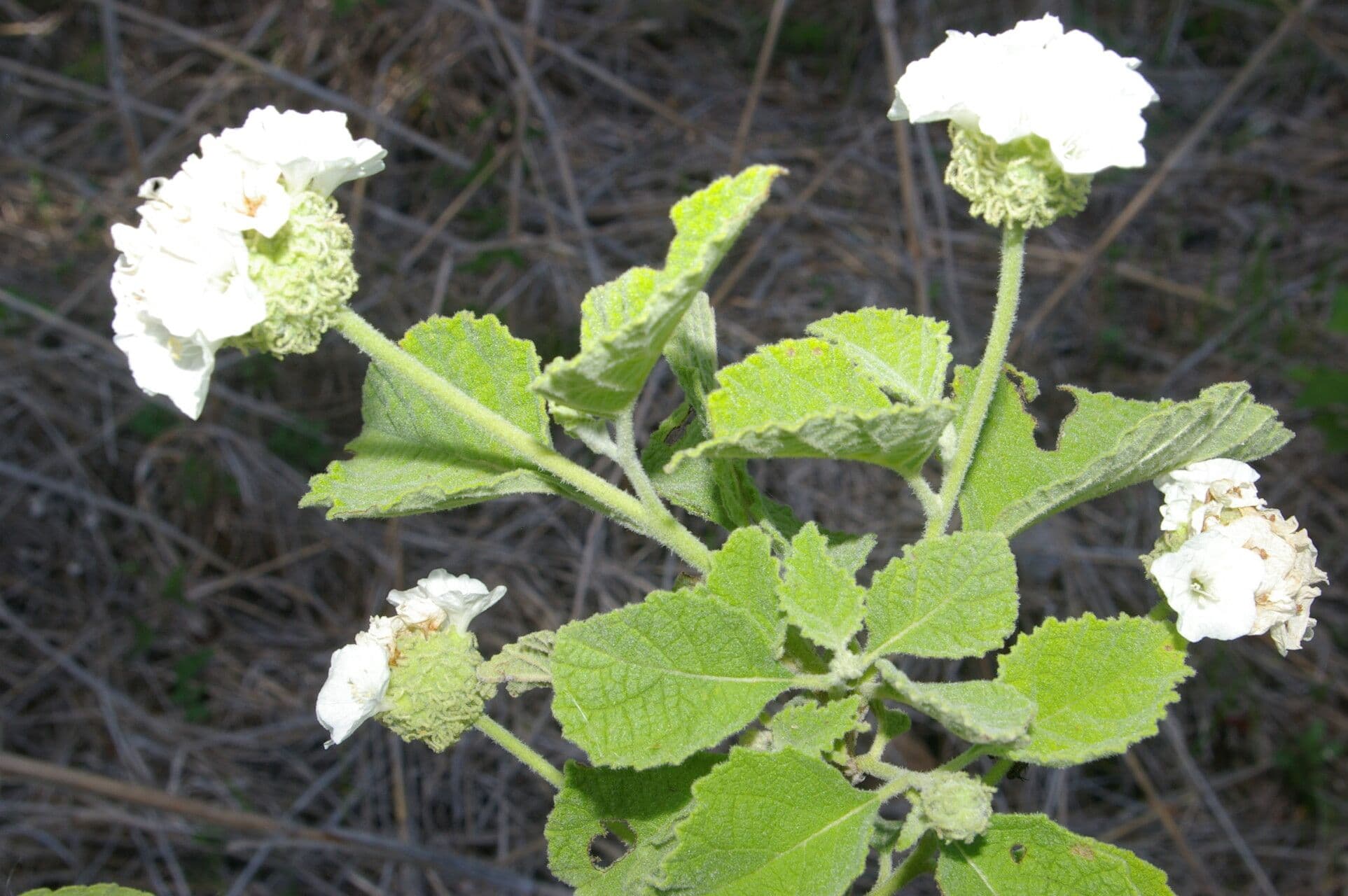 Varronia 4