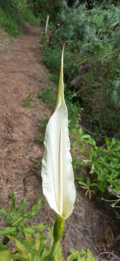 Arum dragon 4