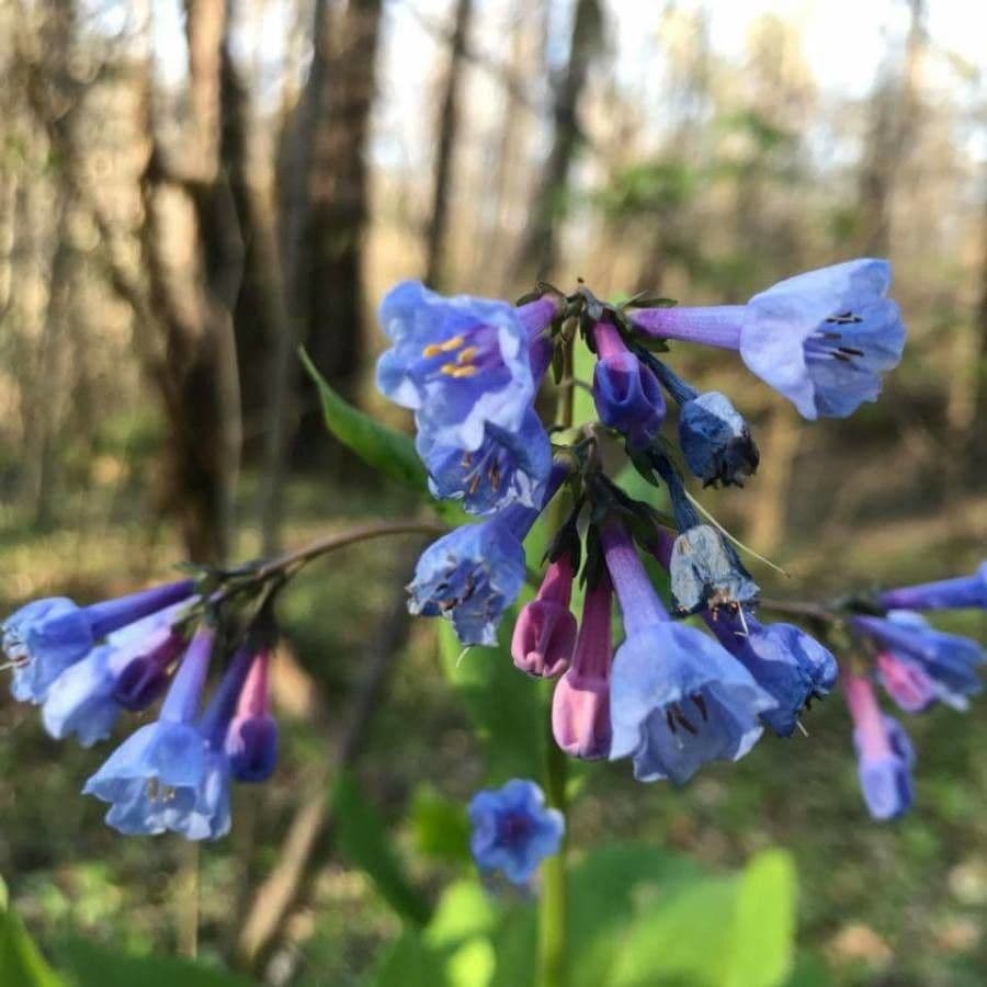 Penstemon albertowski