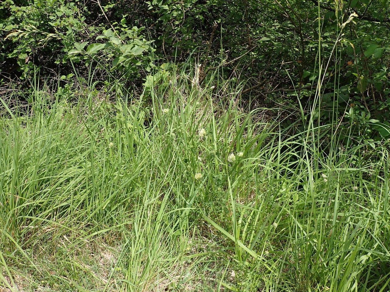 Sulphur clover 11